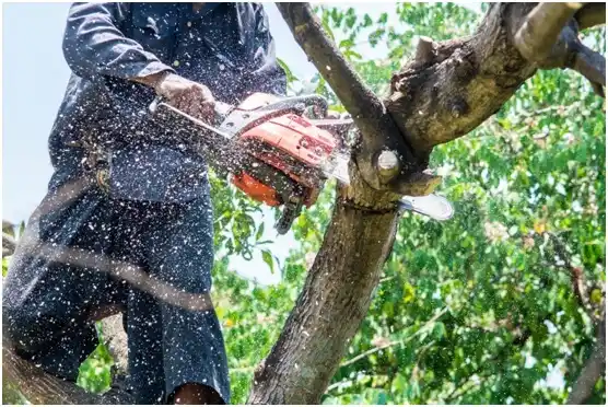 tree services Montfort